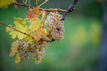 Green grapes with drops on the vine ready for late harvest.