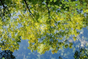 mottled canopy reflected in shallow pool.