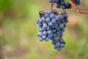 Bunch of blue grapes in the vineyard. Cabernet Franc grapes for making red wine in the harvesting.