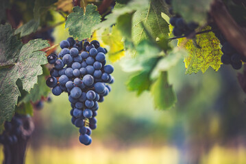 Bunch of blue grapes in the vineyard. Cabernet Franc grapes for making red wine in the harvesting.