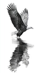 Bald eagle soaring above water