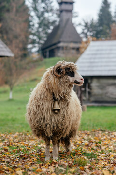 Sheep in a rural village with wooden houses. Transylvania, Romania. 