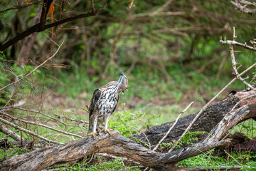 A majestic hawk-eagle, likely a Changeable or African Hawk-Eagle, perches on a weathered branch amidst lush forest foliage, gazing intently upwards into the canopy.