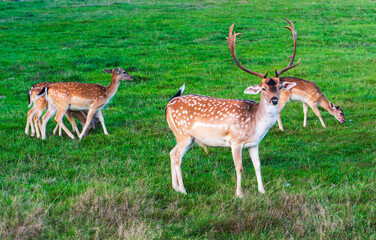 Majestic fallow deer stag with antlers standing alert on green pasture, surrounded by females. Wildlife photography highlighting natural grace, beauty, and strength of the animal.