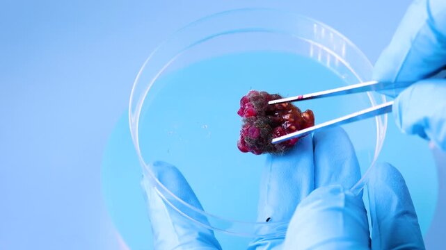 Scientist holding biological sample moldy raspberry sample in petri dish for biological research on blue background. 4K video.