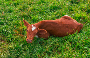 Young red calf with white spot on head lying peacefully on a meadow surrounded by tall grass. Rural farmland atmosphere highlighting livestock, agriculture, and country lifestyle. © Volha
