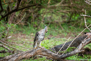 A majestic hawk-eagle, likely a Changeable or African Hawk-Eagle, perches on a weathered branch amidst lush forest foliage, gazing intently upwards into the canopy.