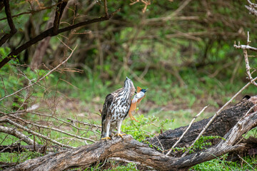 A majestic hawk-eagle, likely a Changeable or African Hawk-Eagle, perches on a weathered branch amidst lush forest foliage, gazing intently upwards into the canopy.