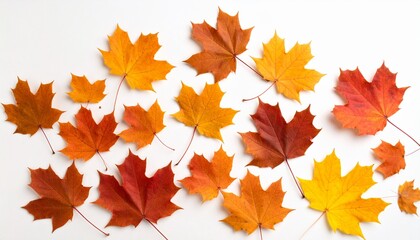 Vibrant Autumn Maple Leaves Scattered on a White Background