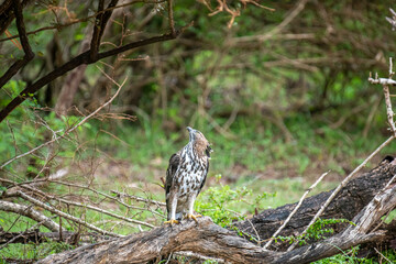 A majestic hawk-eagle, likely a Changeable or African Hawk-Eagle, perches on a weathered branch amidst lush forest foliage, gazing intently upwards into the canopy.