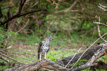 A majestic hawk-eagle, likely a Changeable or African Hawk-Eagle, perches on a weathered branch amidst lush forest foliage, gazing intently upwards into the canopy.