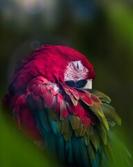 A green and red macaw sleeps, its beak tucked beneath its feathers. Details of red, turquoise, and yellow feathers.