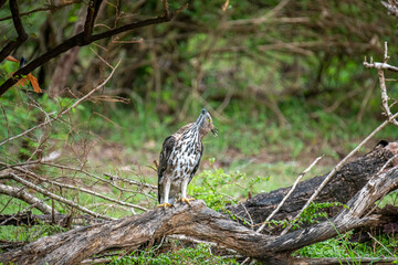 A majestic hawk-eagle, likely a Changeable or African Hawk-Eagle, perches on a weathered branch amidst lush forest foliage, gazing intently upwards into the canopy.