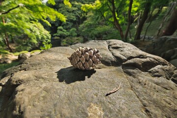 松ぼっくりと渓谷