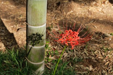 秋のヒガンバナ