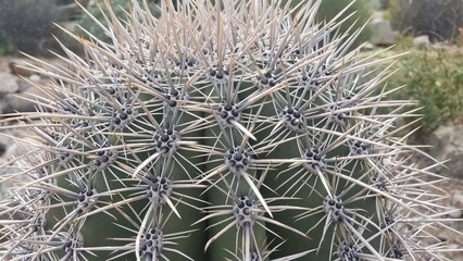 Details of Sharp Cactus, Plant Spines, Arizona Desert Vegetation