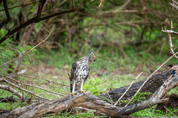 A majestic hawk-eagle, likely a Changeable or African Hawk-Eagle, perches on a weathered branch amidst lush forest foliage, gazing intently upwards into the canopy.