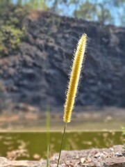 grass and sky