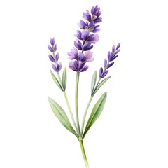 Fototapeta premium single Lavender stem soft purple water-colour, white background