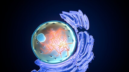 Nucleus, ribosomes and round er. 3d illustrations