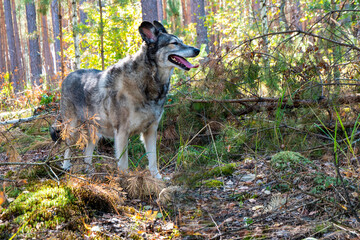 A dog on a walk in the forest.
The animal senses the smells and sounds of the forest.
