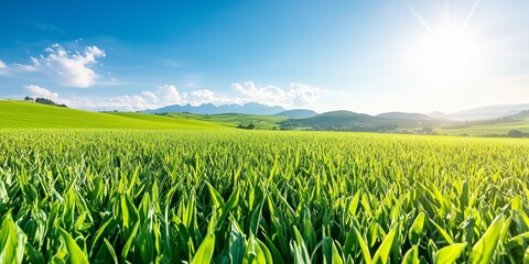 Green Field with Sunlight and Blue Sky