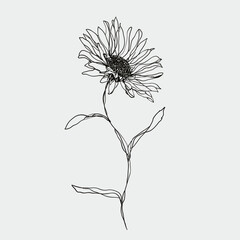 Hand drawn line art illustration of sunflower with leaves. Elegant minimal floral vector design perfect for prints, tattoos, decor, packaging or branding