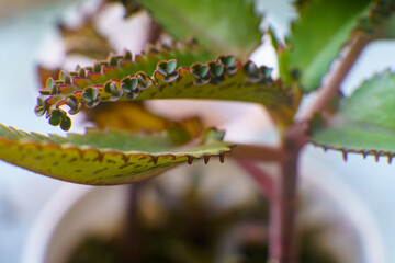 Close-up view of a Kalanchoe plant showcasing unique leaf growth in a bright indoor setting