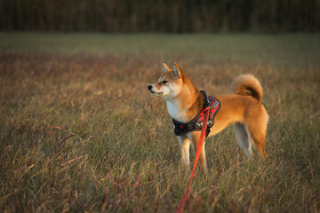 静寂の中で佇む豆柴 / Shiba Inu Poised in Quietude