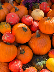 Many different pumpkins on the hay close up. Farm market decoration, autumn harvest festival, cozy fall mood