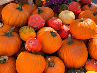 Many different pumpkins on the hay close up. Farm market decoration, autumn harvest festival, cozy fall mood