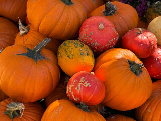 Many different pumpkins on the hay close up. Farm market decoration, autumn harvest festival, cozy fall mood