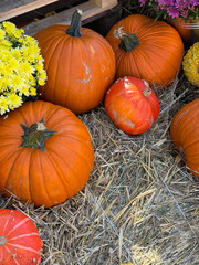 Many different pumpkins and chrysanthemums flowers on the hay close up. Farm market decoration, autumn harvest festival, cozy fall mood
