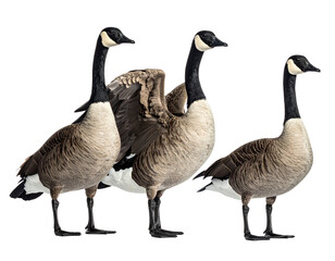 Fototapeta premium Minimal Isolated Canada Goose Collection