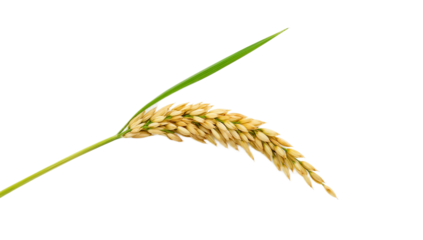 Close-up of a golden wheat ear against a clean white background, symbol of agriculture