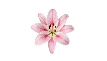 A delicate pink lily blossom with a white background, showcasing intricate details of its petals and stamen