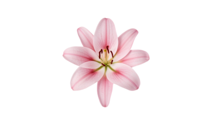 A delicate pink lily blossom with a white background, showcasing intricate details of its petals and stamen
