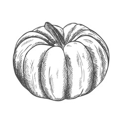 Vector hand drawn vegetable Illustration. Detailed retro style hand-drawn pumpkins sketch. Vintage sketch element for labels, packaging and cards design.