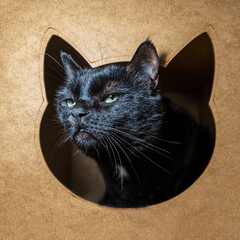 A striking black cat with piercing green eyes looks directly at the camera from inside a cat-shaped cutout in a wooden or cardboard structure, creating a cozy and intriguing portrait. 