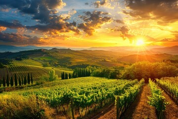 Obraz premium Ultra Hd Image of Vineyards in Tuscany, Italy at Sunset