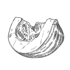 Pumpkin slice vector drawing. Isolated hand drawn object with sliced piece and seeds. Vegetable engraved style illustration. Detailed vegetarian food sketch.