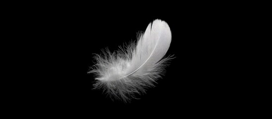 Delicate white feather against black background (1)