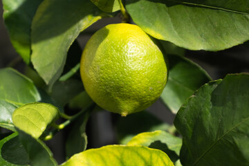 Citrus tree in garden, close-up. Ripening lemons on branches. Background of oranges growing for publication, poster, calendar, post, screensaver, wallpaper, cover, website. High quality photo