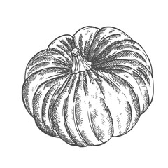Ink sketch of pumpkin isolated on white background. Hand drawn vector illustration. Retro style.