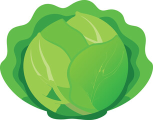 Scalable vector illustration of a fresh green cabbage cut in half perfect for food graphics
