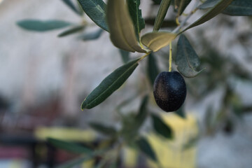 Close-Up of Ripe Olive on Tree Branch – Olive Tree Leaves and Fruit in Natural Sunlight for Organic Agriculture and Mediterranean Themes. High quality photography