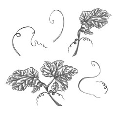 Hand drawn pumpkin leaves isolated on white background