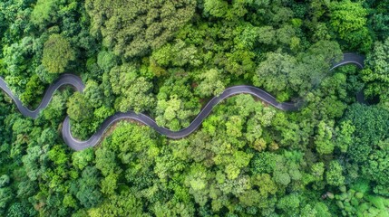 Obraz premium aerial. Aerial view of a serene forest road winding through lush greenery under natural daylight. travel magazines, destination branding, designed for travel destination branding.