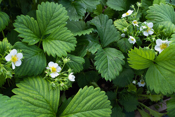 Background from blooming strawberry, top view. White strawberry flowers with green leaves for publication, design, poster, calendar, post, screensaver, wallpaper, cover, website. High quality photo