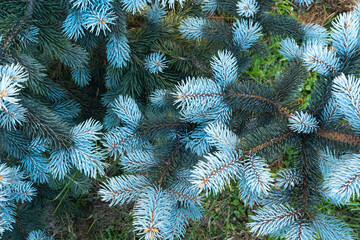 Close-Up of Blue Spruce Tree Foliage – Silvery-Blue Needles on Colorado Blue Spruce Branches in Garden Setting, Ideal Evergreen for Landscape Design, Windbreak, or Winter Interest